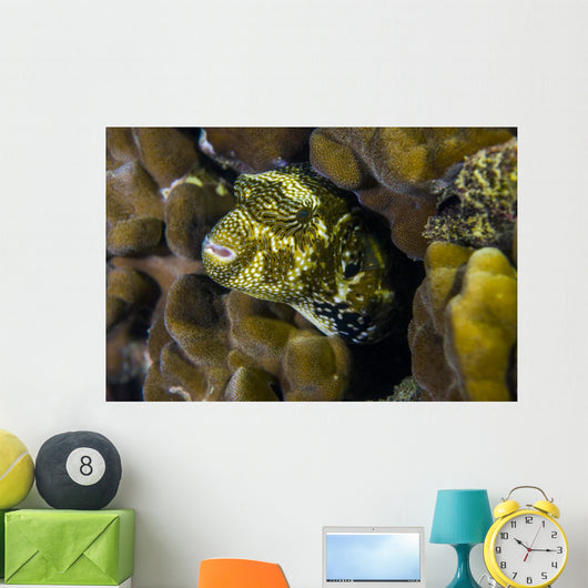 Map Puffer Blends with Wall Decal