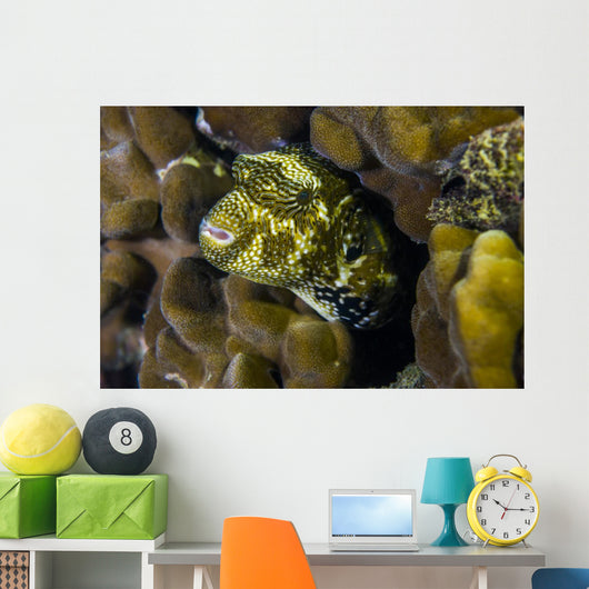 Map Puffer Blends with Wall Decal