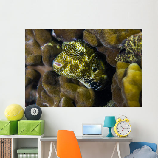 Map Puffer Blends with Wall Decal