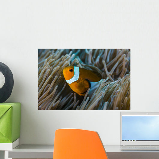 False Clownfish and Anemone Close-up Wall Decal