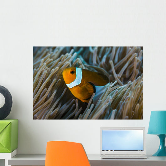 False Clownfish and Anemone Close-up Wall Decal