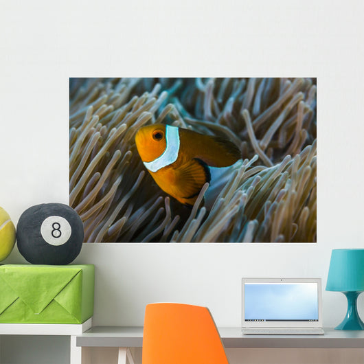 False Clownfish and Anemone Close-up Wall Decal