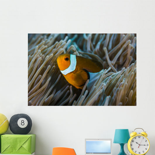 False Clownfish and Anemone Close-up Wall Decal