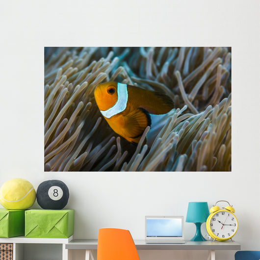 False Clownfish and Anemone Close-up Wall Decal
