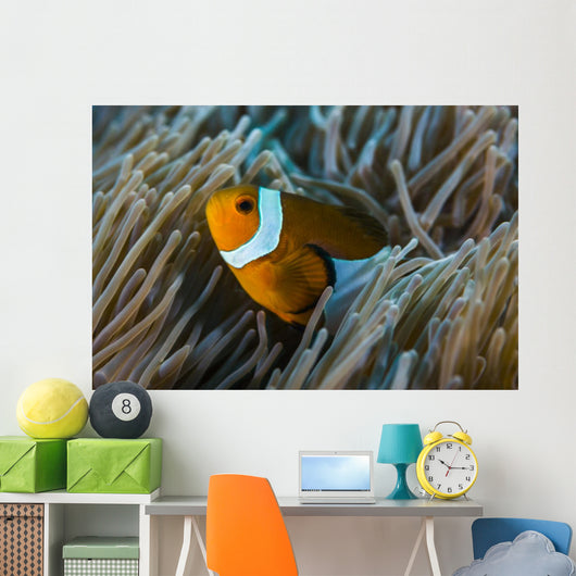 False Clownfish and Anemone Close-up Wall Decal
