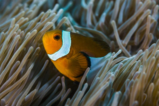 False Clownfish and Anemone Close-up Wall Decal