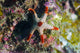 Peppermint Sea Star Tioman Wall Decal
