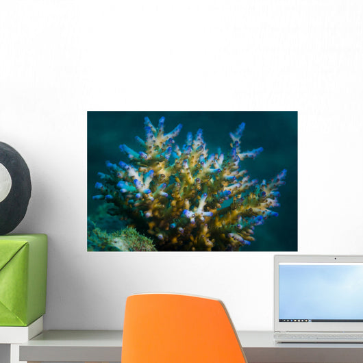 Macro Coral Malaysia Horizontal Wall Decal