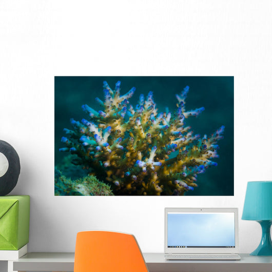 Macro Coral Malaysia Horizontal Wall Decal