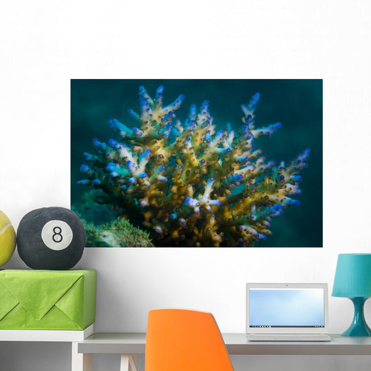 Macro Coral Malaysia Horizontal Wall Decal