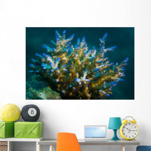 Macro Coral Malaysia Horizontal Wall Decal