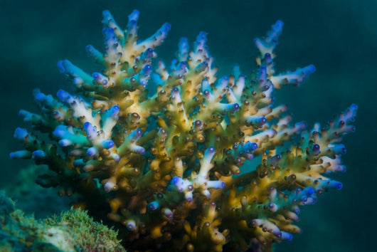 Macro Coral Malaysia Horizontal Wall Decal