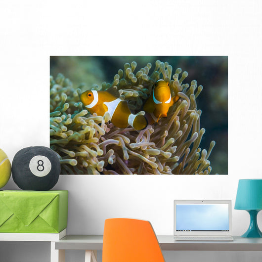False Clownfish and Anemone Wall Decal