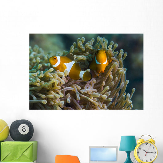 False Clownfish and Anemone Wall Decal