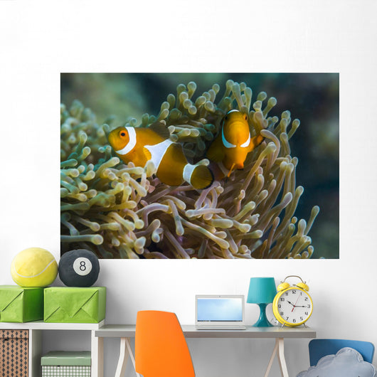 False Clownfish and Anemone Wall Decal