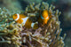 False Clownfish and Anemone Wall Decal