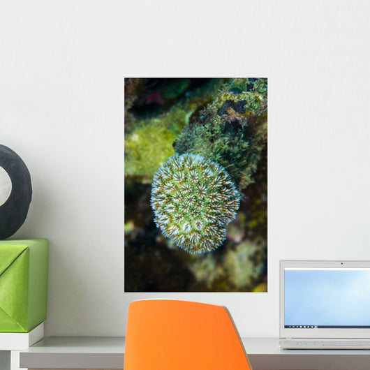 Macro Coral Malaysia Wall Decal