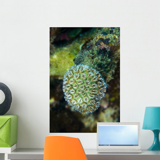 Macro Coral Malaysia Wall Decal