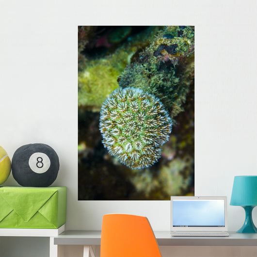 Macro Coral Malaysia Wall Decal