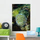 Macro Coral Malaysia Wall Decal