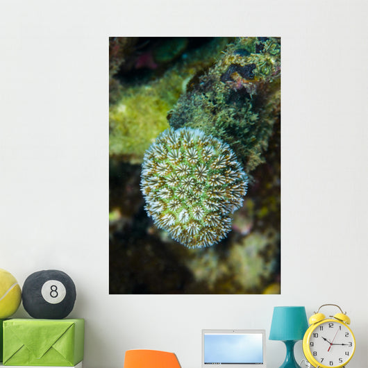 Macro Coral Malaysia Wall Decal