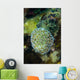 Macro Coral Malaysia Wall Decal