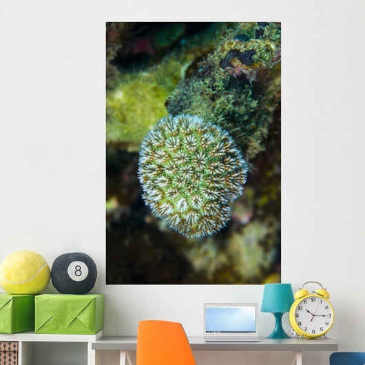Macro Coral Malaysia Wall Decal