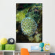 Macro Coral Malaysia Wall Decal