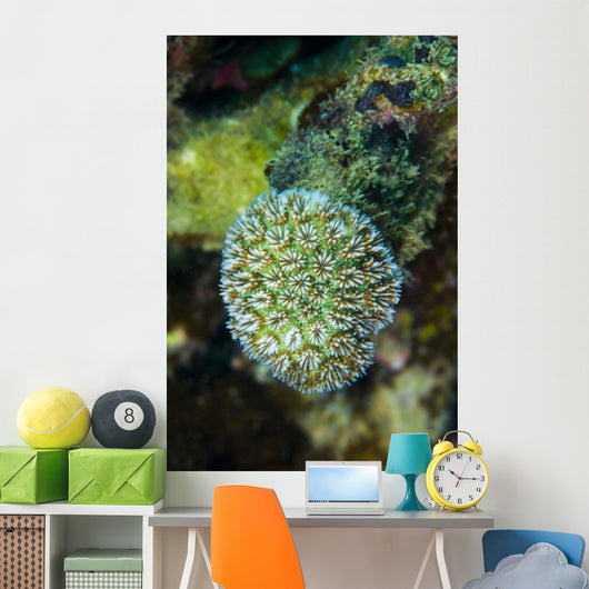 Macro Coral Malaysia Wall Decal