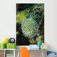 Macro Coral Malaysia Wall Decal
