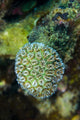 Macro Coral Malaysia Wall Decal