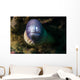 White Eyed Moray Eel Wall Decal