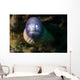 White Eyed Moray Eel Wall Decal