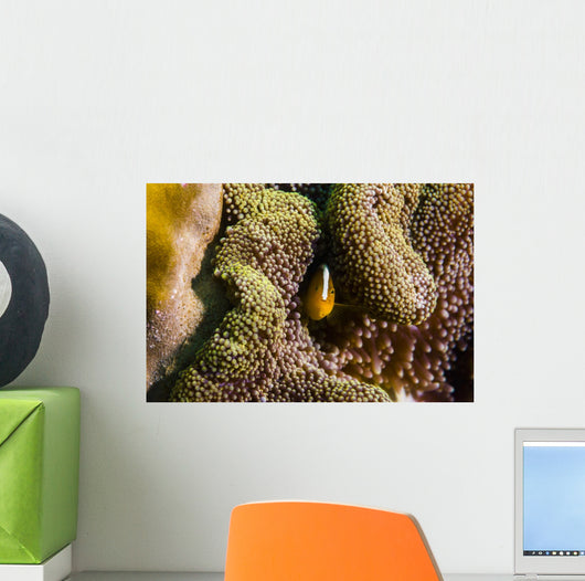 Orange Anemonefish Tioman Island Wall Decal