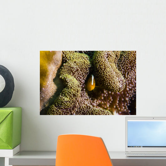Orange Anemonefish Tioman Island Wall Decal