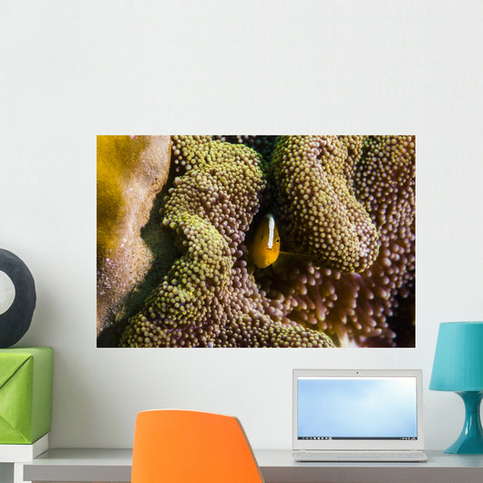 Orange Anemonefish Tioman Island Wall Decal