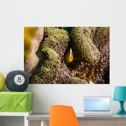 Orange Anemonefish Tioman Island Wall Decal