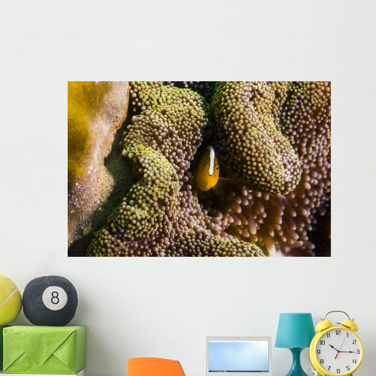 Orange Anemonefish Tioman Island Wall Decal