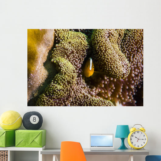Orange Anemonefish Tioman Island Wall Decal