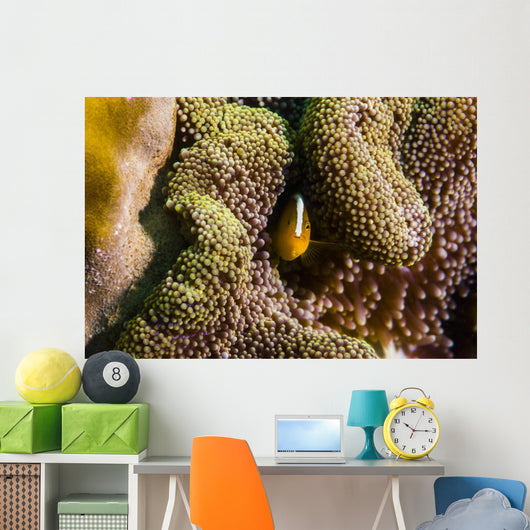 Orange Anemonefish Tioman Island Wall Decal
