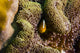 Orange Anemonefish Tioman Island Wall Decal