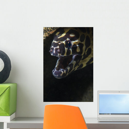 Spotted Moray Eel Hides Wall Decal