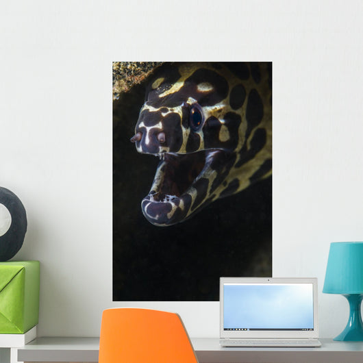 Spotted Moray Eel Hides Wall Decal