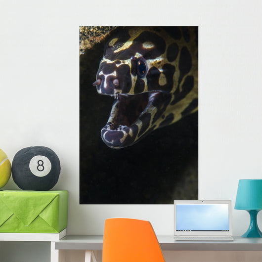 Spotted Moray Eel Hides Wall Decal