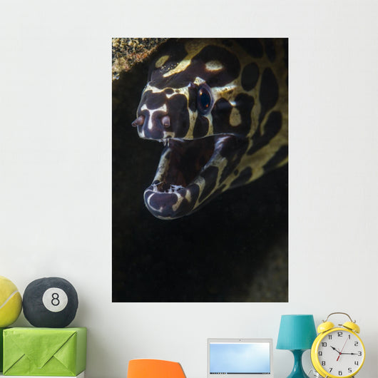 Spotted Moray Eel Hides Wall Decal