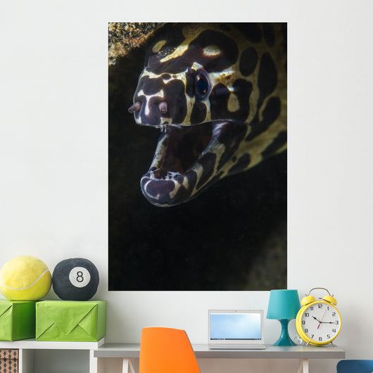 Spotted Moray Eel Hides Wall Decal