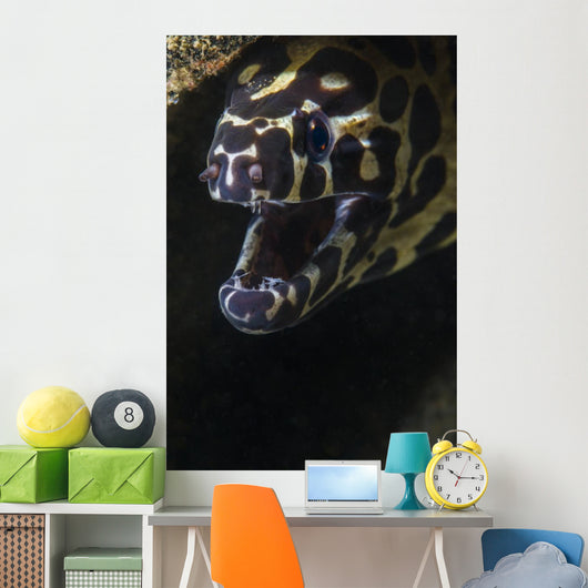 Spotted Moray Eel Hides Wall Decal