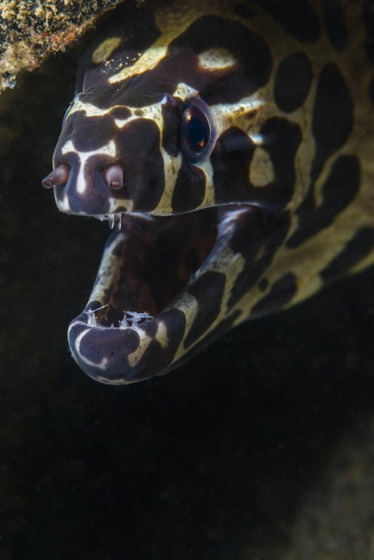 Spotted Moray Eel Hides Wall Decal