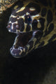 Spotted Moray Eel Hides Wall Decal