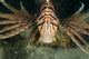 Red Lionfish Malaysia Close-up Wall Decal